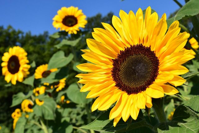 Große Sonnenblume im Feld mit weiteren Sonnenblumen